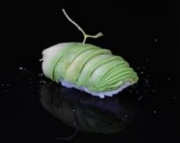 9. Nigiri Avocado (2 Pzs.)